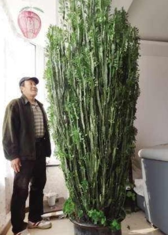 家中养一盆这2种“招财”花，养的越久越值钱，招财又富贵！