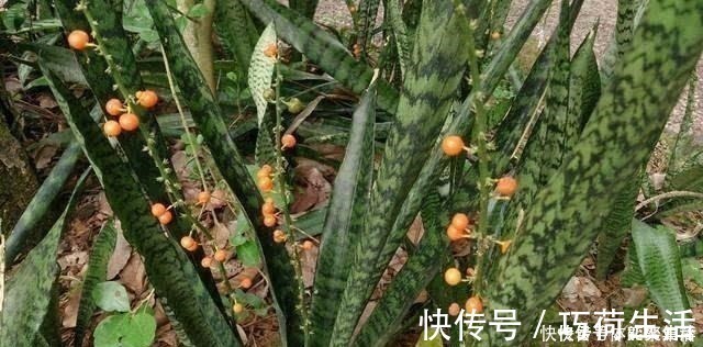 虎皮兰|春养虎皮兰，4点“伺候好”，才能长高高，开花特仙气，好运临门！