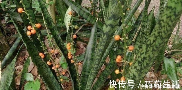 春养虎皮兰,4点“伺候好”,才能长高高,开花特仙气,好运临门!