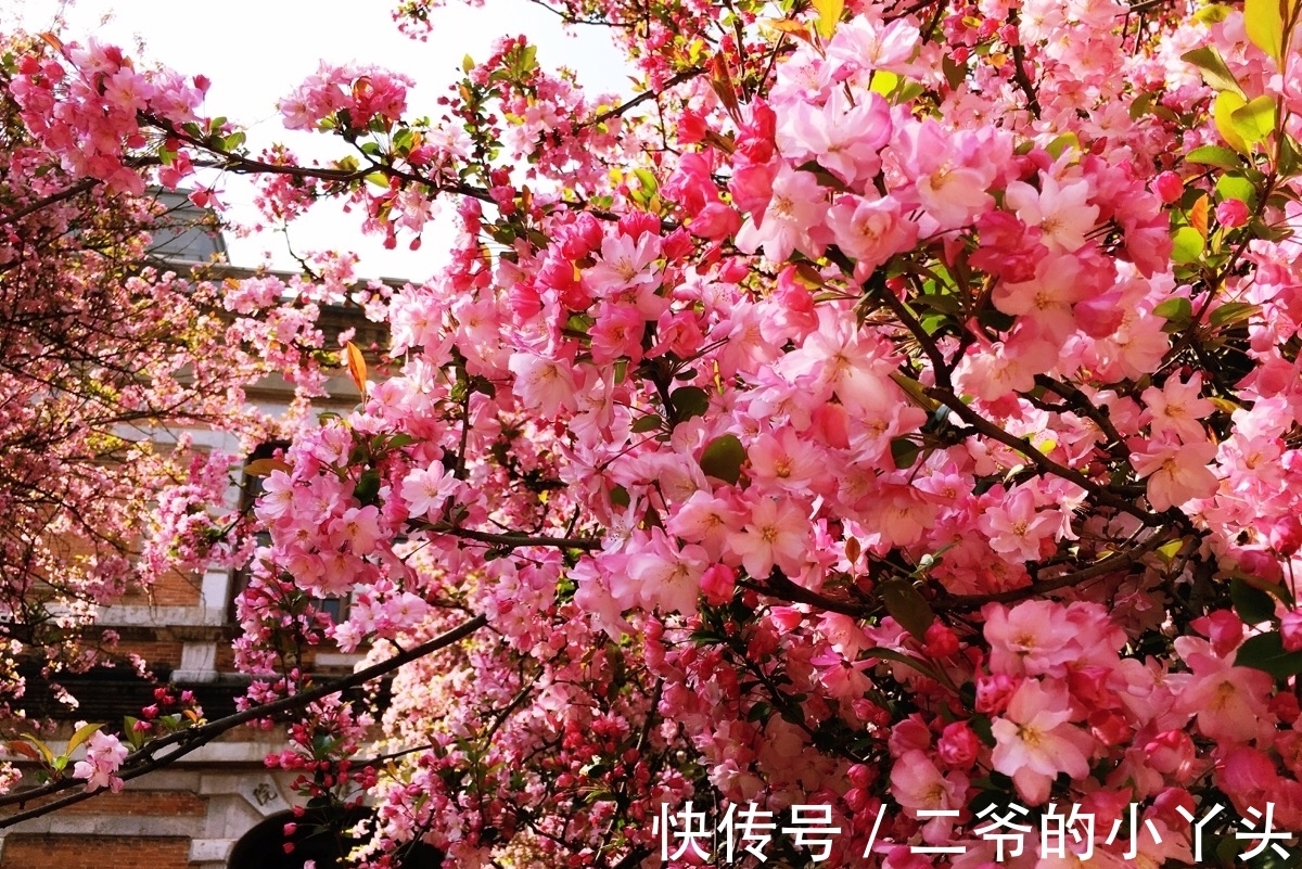 石榴树|家里有院子,就种5种“旺宅树”,观赏收果两不误,吉祥又实用