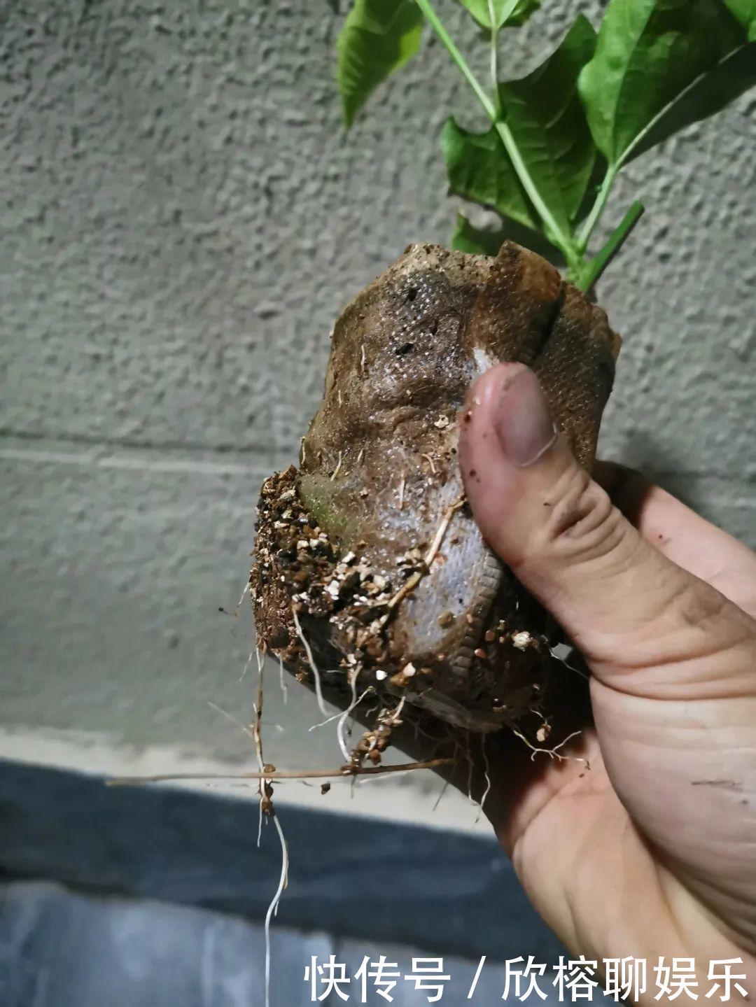 花花|大粗杆插土里,7天生根,当年结果压弯枝,不用买水果了!