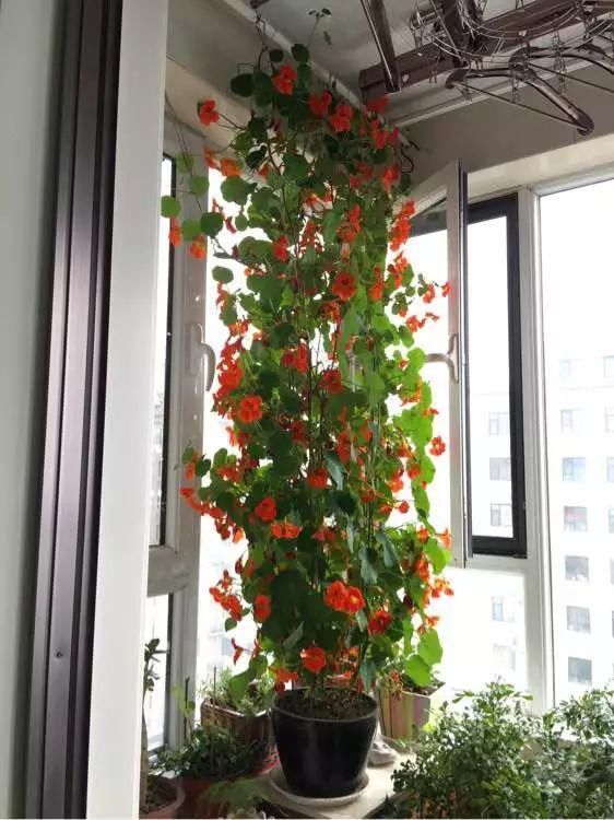 “识货人”都养4种花，打理简单，花期长，开花超漂亮