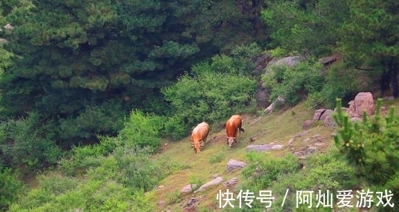 野兽|有一种魔幻的山，古齐长城经山顶，有密林中有野兽