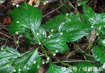 高热|下田菊,见过吗可用于感冒高热,咽喉炎,扁桃体炎,黄疸型肝炎