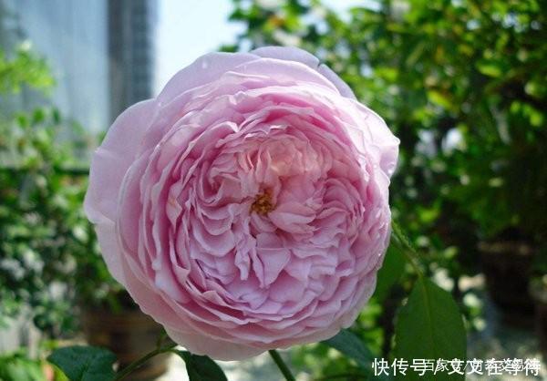 30种经典月季大合集,好看还养眼,看看你喜欢哪个