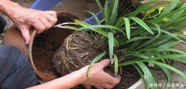 春天给花换盆,“6个坑”不能踩,别心存侥幸,否则换一盆死一盆