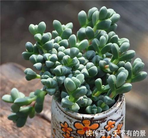 多肉都耐旱？3种喜水多肉，一天不浇旱得慌，多浇水才能撒欢长！