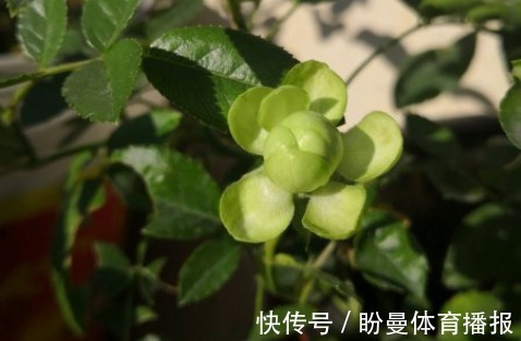 花瓣|10个最奇葩的月季品种,你可能一个都没见过!