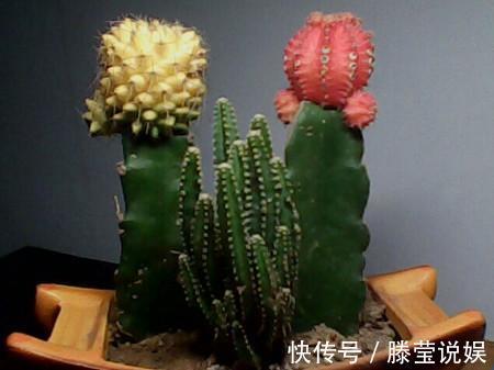 仙人掌浇水有讲究，死记这几点，蹭蹭长成大高个！