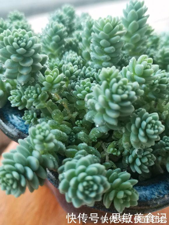 喜欢养多肉，从便宜的入手，新手必备四种多肉，又便宜又好养