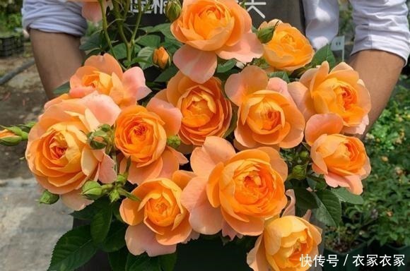 6种“网红”月季,专为阳台而生,养一盆1年365天都有花赏!