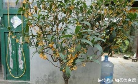 要让桂花开花多,有4点很关键,中秋佳节赏桂花,满树花苞香味足