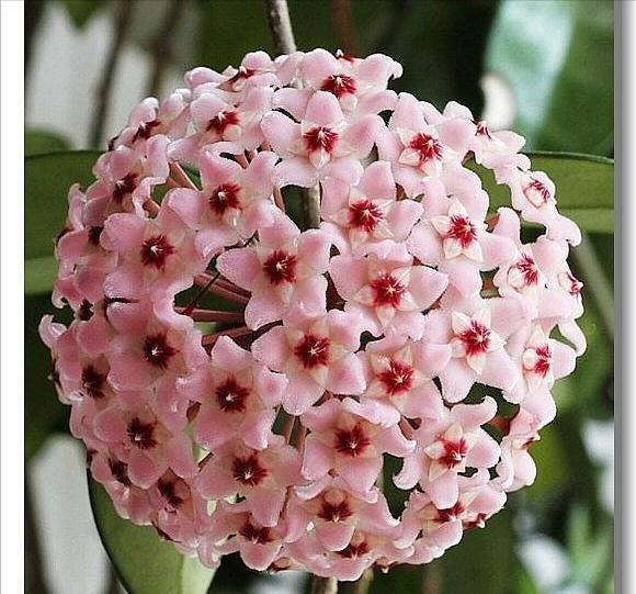 10种“吉利花”,“穷养”才能长大,越挤越壮实,越大越“旺家”