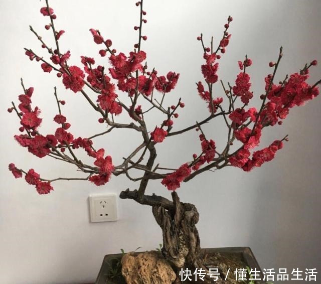 雨雪天气来袭，4种花最耐冻，养在院子里“花多、叶子好”！