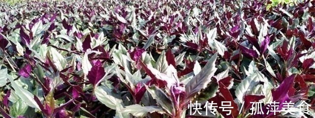 食用量|农村一种野菜，古人称为“补血菜”，食用超千年，现在被认为有毒