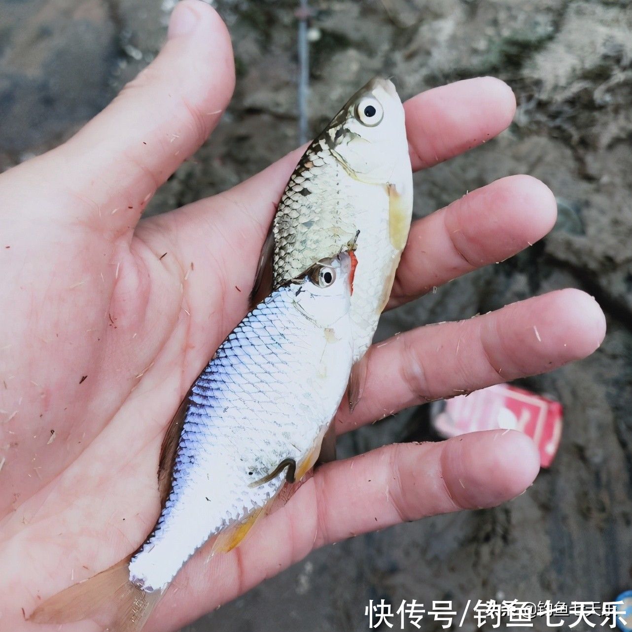 又到了鳑鲏鱼“泛滥”的季节！钓鱼人讨厌它，却不知其浑身是宝