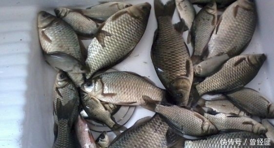 小棒|初夏钓鲫鱼就用这种饵料，没想到，鱼获轻松翻三倍