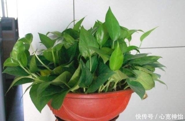 绿萝日常这样养护,天天都能保持爆盆的状态