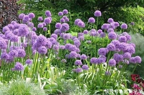 “葱”开花也可以很美,黑龙江花友养的葱火了,大家都说头一次见!