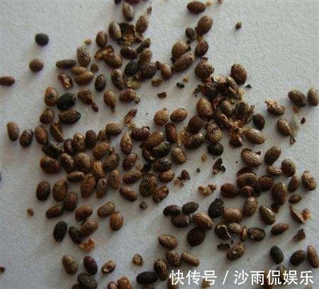 挖一勺猕猴桃塞盆里,谁知道一星期长爆盆,邻居以为花钱买的盆栽