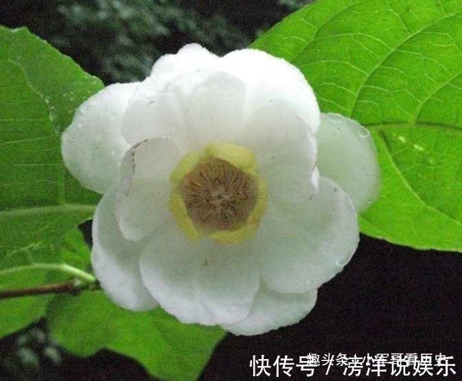 此花是国家重点二级保护植物,姿态优美,花大色白,十分诱人