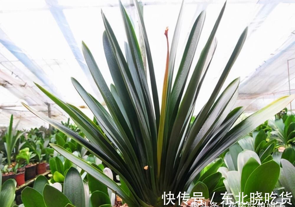 养君子兰时，当叶片出现这9种异状，能快速找出病因，及时解决