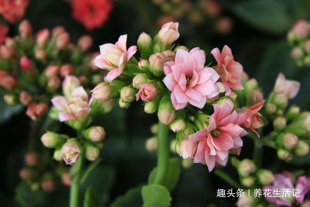 扦插长寿花，用这个方法成活率高，年底能赏花，花朵艳丽繁多