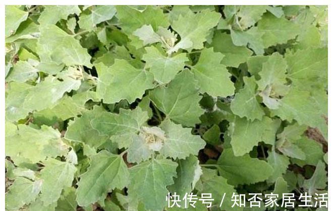 好吃|农村“超好吃”的5种野味，用来做菜特别香，但经常被误认成野草