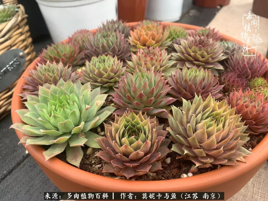 这多肉拼盘这么仙！如何制作达人手把手教你制作长生草拼盘！