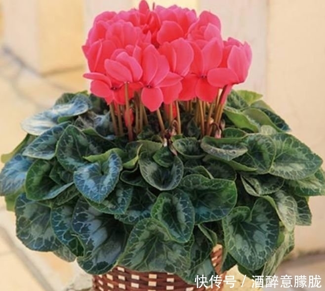 4种花是“大美女”，一到花期，阳台开成花海，满屋子飘香