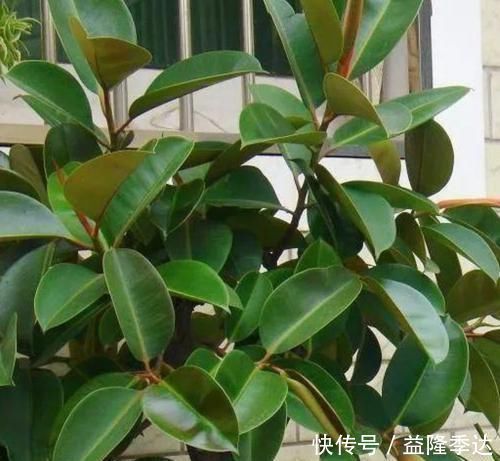 养花就养3种花,家里养一盆,养眼上档次,四季常青!