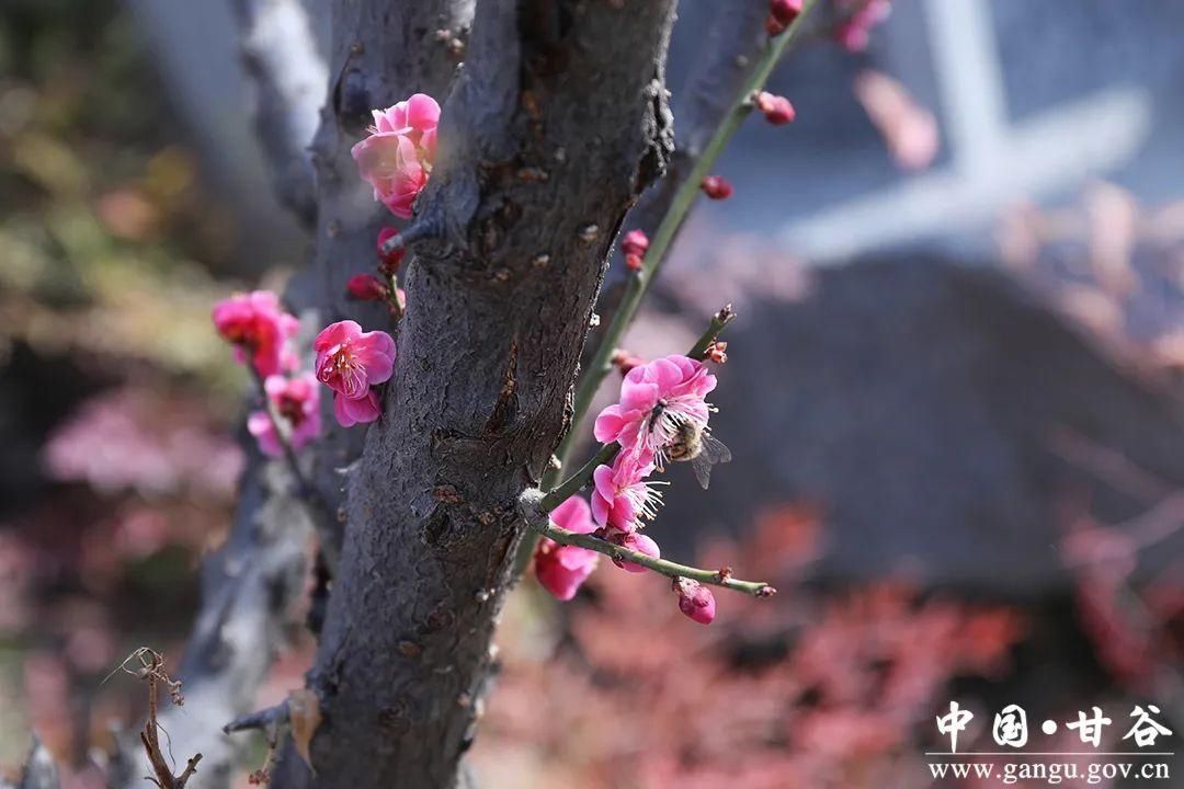 【春日印象】甘谷：梅花盛开春意闹