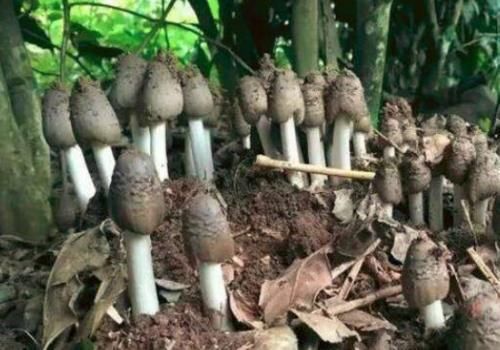 祛除|此物女性常吃,1周2次,祛除湿气,子宫更健康,预防妇科病!