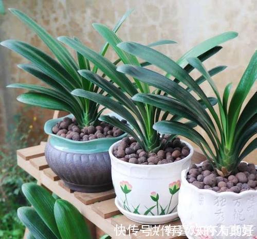 张大爷|张大爷养花,用“2种水”轮流浇,没想到,1年养出漂亮“小花园”