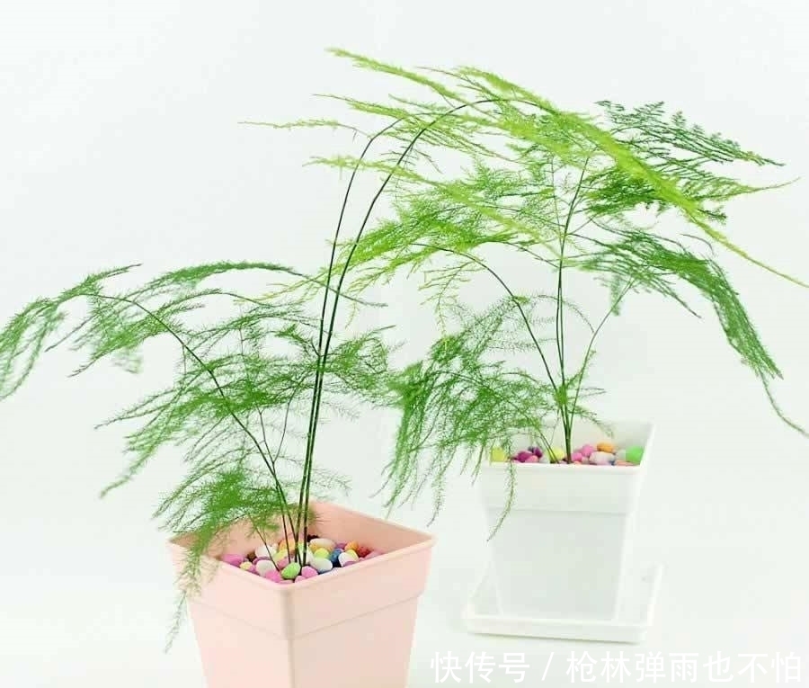 文竹黄叶不要急,给它一点“甜头”,叶片绿油油