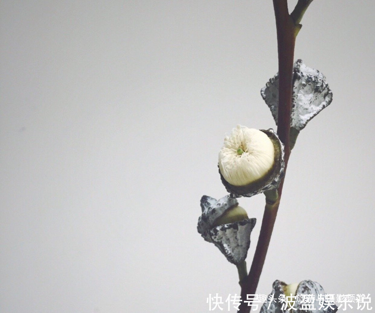 免疫系统|世界上最神奇的树！先结果后开花还不会枯萎！见到的人会幸福