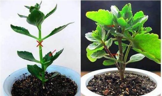 君子兰、长寿花特别爱喝“它”,喝了后,叶肥花艳,长得蹭蹭的!