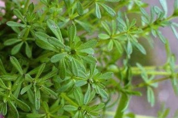 猪殃殃|农村4种野菜药用价值高,常吃防治各种疾病,特别适合老人