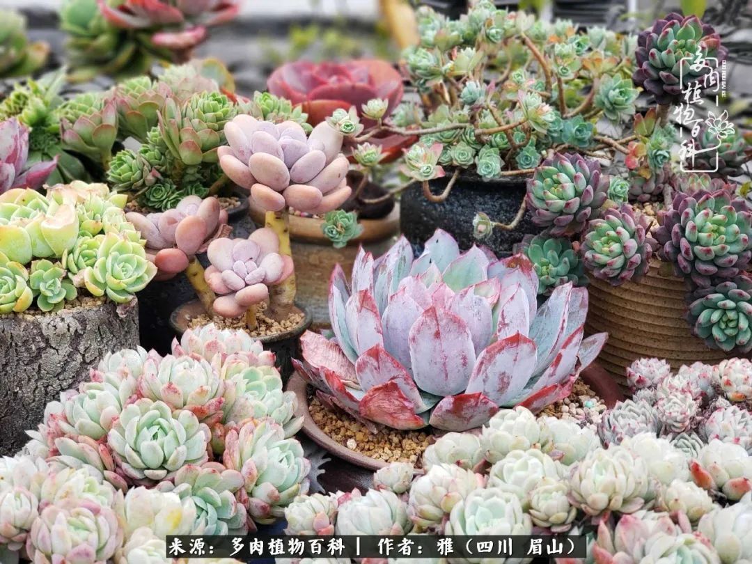 养多肉六年,从痴迷到佛系,世事漫随流水,唯有喜爱永恒!