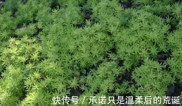 薄雪万年草|一款常被误认为“杂草”的多肉,薄雪万年草,总在野外成片长