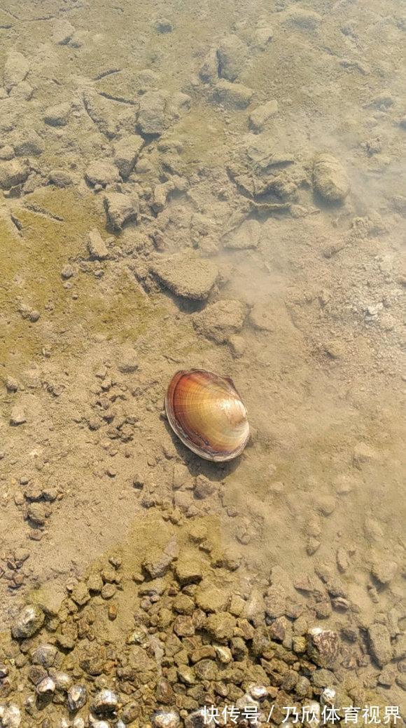 腥味|水库干涸大量“河鲜”搁浅淤泥,钓友捡回来一桶,这能吃?