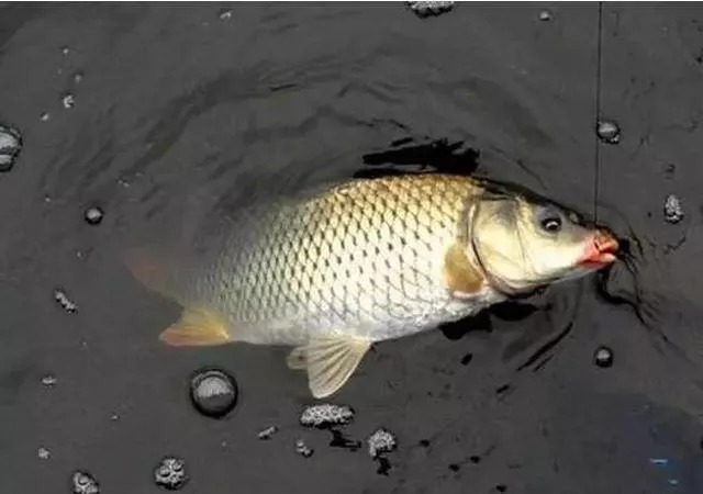 钓友|野钓时,大鱼进窝会出现这3种信号,钓友:随便一钓都很过瘾