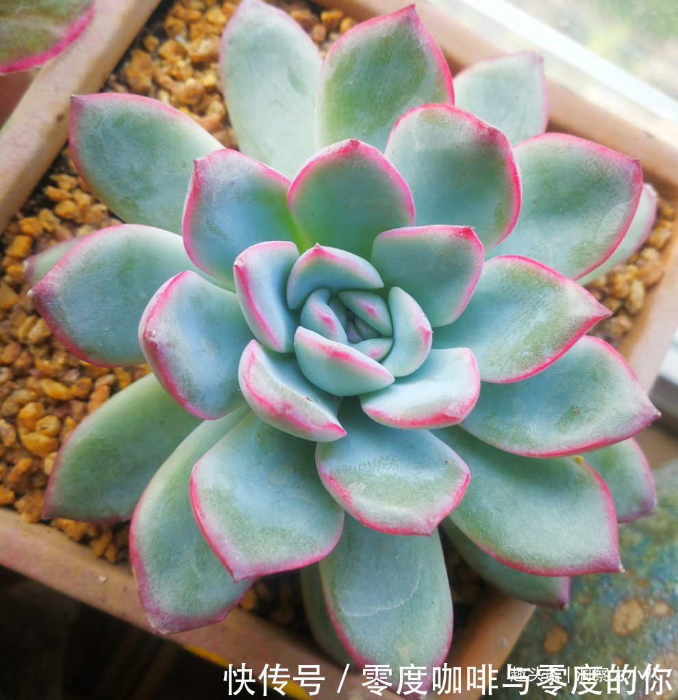 走下神坛的“三多肉”,叶色斑斓“易群生”,不出状态也很仙