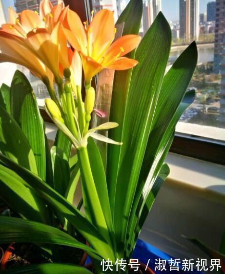 养君子兰，一个“小方法”，叶片整齐又好看，厚实油绿，长爆盆！