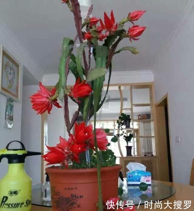 嫁接|养长寿花,用这法,1年就能成老桩,开满五色花,独特又吉祥