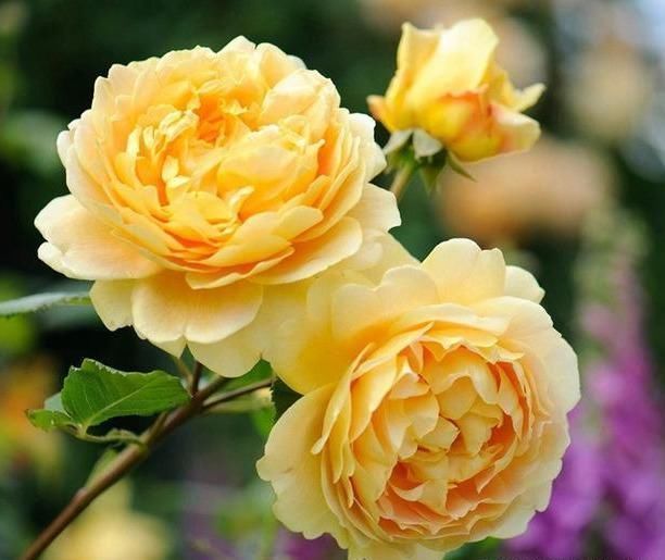 此花颜色异常艳丽，花期长，花味清雅，容易养成花海