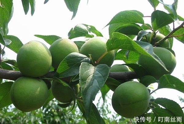 皱纹|女性睡觉前当零食吃几颗,淡化色斑,减少皱纹,皮肤更加细嫩光滑