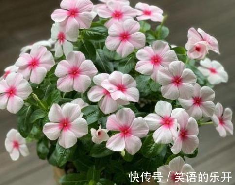 浇水|全民公认,天热值得入手的8种花,粗放管理开花贼漂亮