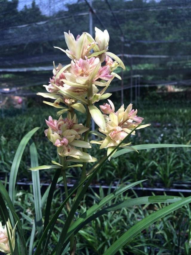 它是兰花的魁首,花型少见颜值高,曾经价格昂贵,现在走进百姓家