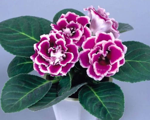 大岩桐怎么养更美观教你3个小妙招,养出艳丽多彩的大岩桐